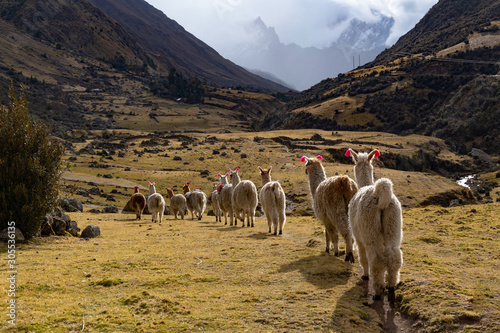 Trekking with llamas on the route from Lares in the Andes.