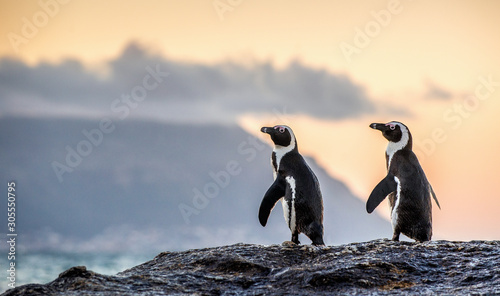 The African penguins on the stony shore in twilight evening with sunset sky. Scientific name: Spheniscus demersus, jackass penguin or black-footed penguin. Natural habitat. South Africa
