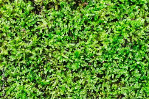 Fresh green moss macro in nature as evergreen textured and background 