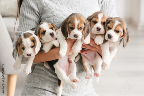 Owner with cute beagle puppies at home