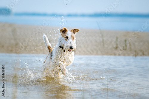 Fox Terrier am Strand läuft freudig durch das blaue Wasser