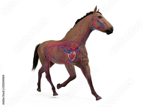 3d rendered medically accurate illustration of the equine anatomy - the vascular system