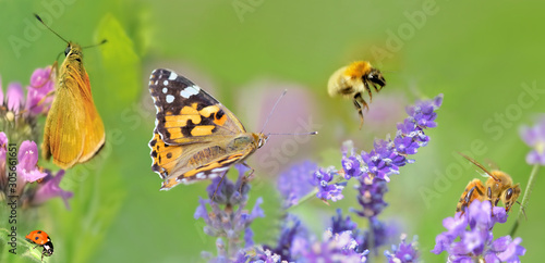 honeybee,butterfly and lady bud on lavender flowers in panoramic view