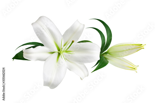 White lily flower and buds with green leaves on white background isolated close up, lilies bunch, lillies floral pattern, decorative border, greeting card decoration, wedding invitation design element