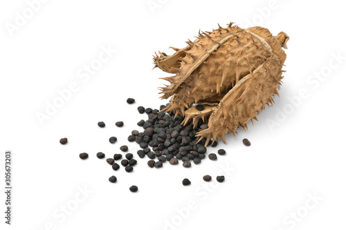 Dried Datura thornapple withblack seed