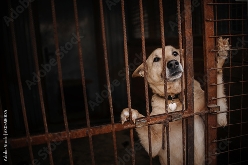 sad mixed breed dog posing in a cage in animal shelter