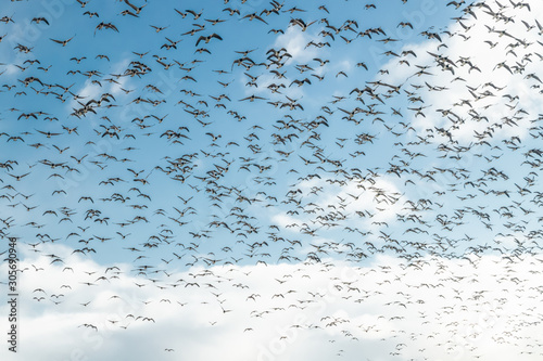 A big flock of barnacle gooses is flying on a blue sky background. Birds are preparing to migrate south.