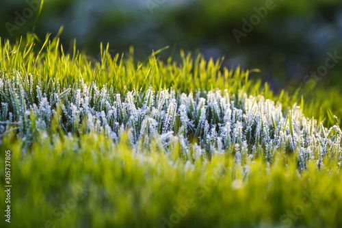 beautiful natural background with bright green lush grass winters are covered with transparent shiny crystals of ice and frost shimmering in the light of the morning sun