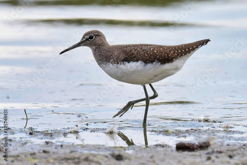 The green sandpiper (Tringa ochropus)