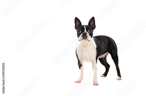 Portrait in Studio of a cute boston terrier