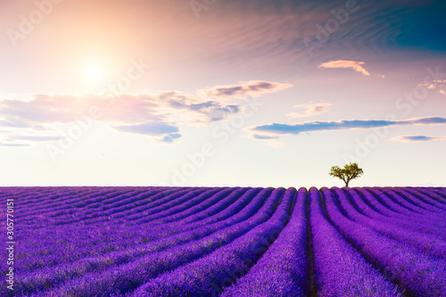 Lavender fields with heart-shape tree near Valensole, Provence, France. Beautiful summer landscape. Blooming lavender flowers