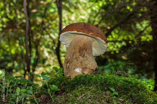 Boletus edulis edible mushroom in the forest