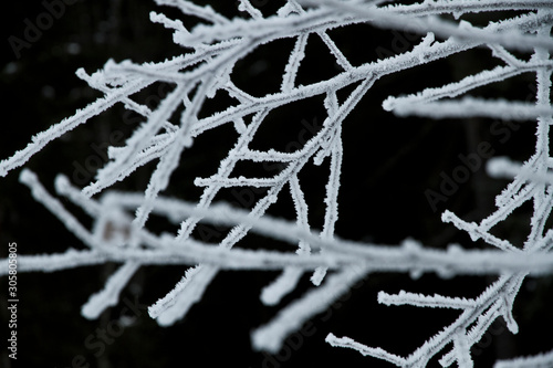 Frost und Eiskristalle Schneekristall im Wald auf den Bäumen und Zweige im Winter. Gefrorener Baum und Raureif in der Kälte. Weiße Äste