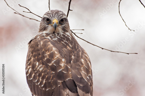 portrait of a common buzzard