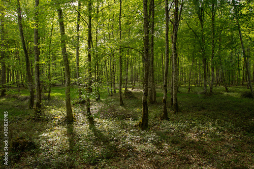 sous-bois de forêt normande