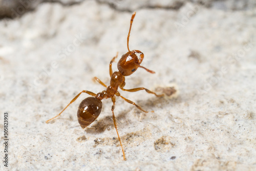 Red Imported Fire Ant, Solenopsis invicta