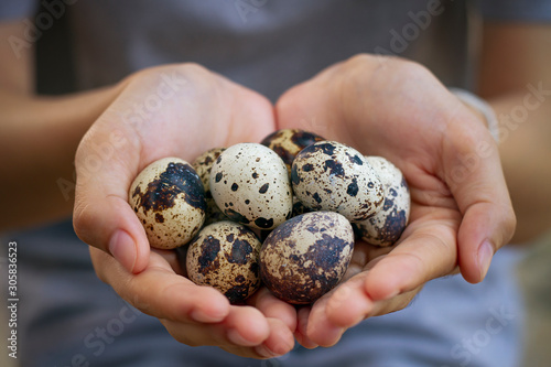 Natural quail eggs in asian woman hands., , Selective focus.