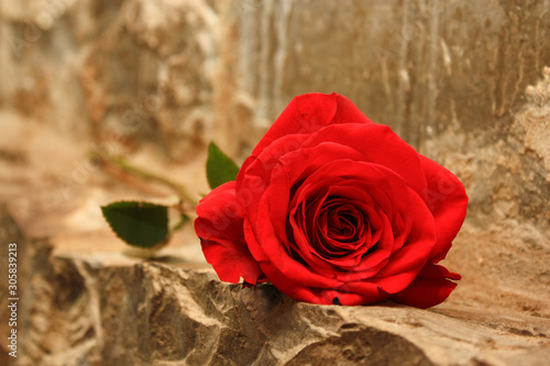 Bright red blossoming rose laying on an artistic stone wall.