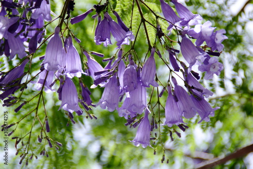 Jacaranda purple flowers in the garden