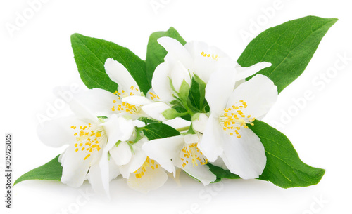 Fresh jasmine on white background