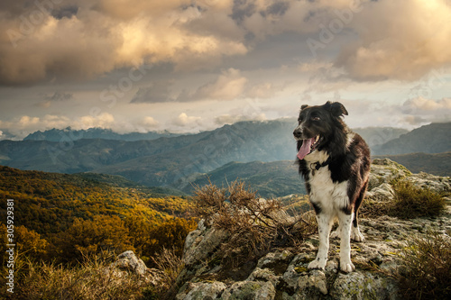Border Collie dog in mountains of Corsica