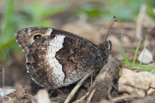 Rock Grayling (Hipparchia alcyone or hermione) is perfectly camouflaged in its surroundings.