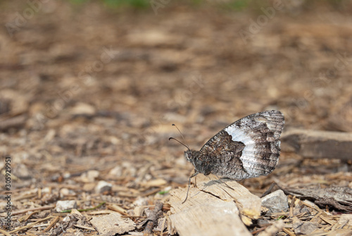 Rock Grayling (Hipparchia alcyone or hermione) is perfectly camouflaged in its surroundings.