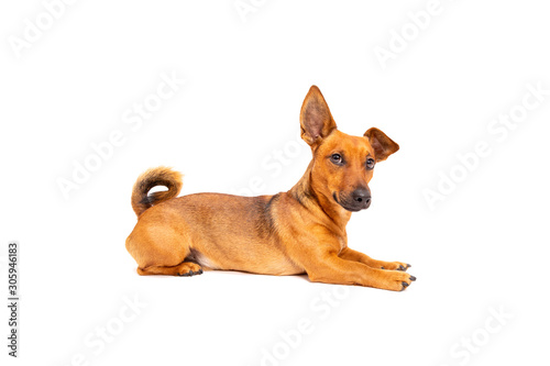 Small brown dog sitting on the floor isolated on white background. Mixed breed of parson jack russell terrier, chihuahua and german shepherd. Age 2 years.Funny dogs concept.