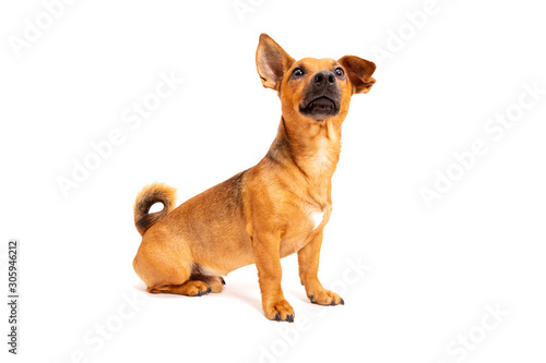 Small brown dog sitting on the floor isolated on white background. Mixed breed of parson jack russell terrier, chihuahua and german shepherd. Age 2 years.Funny dogs concept.