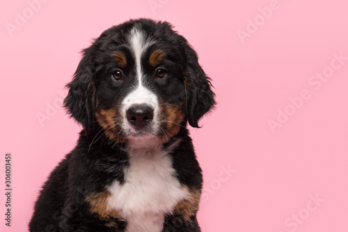 Portrait of a bernese mountain dog puppy looking at the camera on a pink background