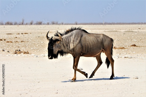 Close black wildebeest in Etosha Nationalpark, Namibia, Africa