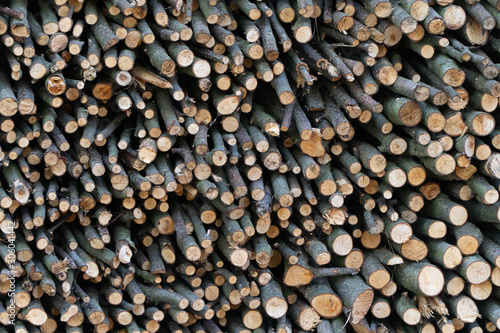 Drewno tekstura