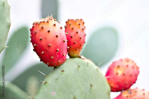 Isolated opuntia fruits with green nopals in blurred background.