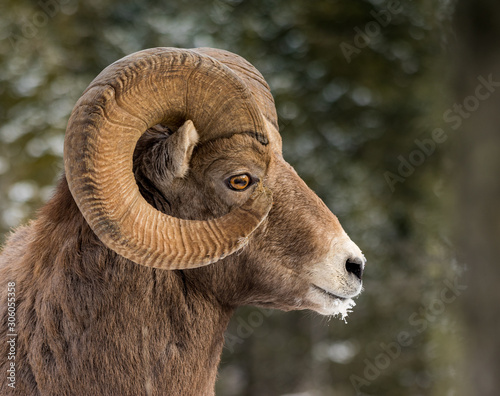 Rocky Mountains Bighorn sheep