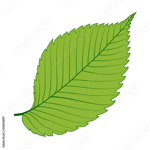 Green elm leaf isolated on white background. Vector illustration