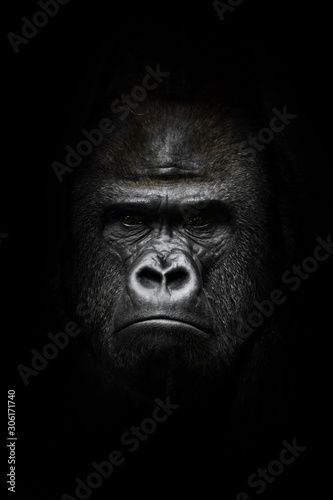 face in the dark. Portrait of a powerful dominant male gorilla , stern face. isolated black background.