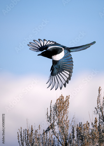 Black-billed magpie