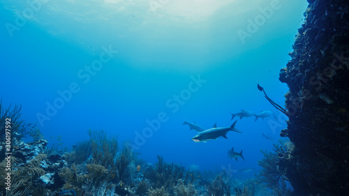 Seascape of coral reef in Caribbean Sea / Curacao with Tarpon fish, coral and sponge