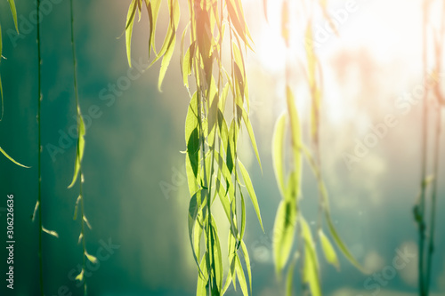 Green willow leaves at sunset. Nature details.