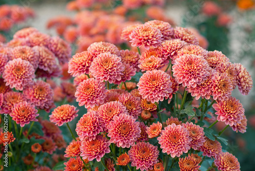 Beautiful orange chrysanthemum in green leaves. Bush of colorful chrysanthemums. Garden plants.