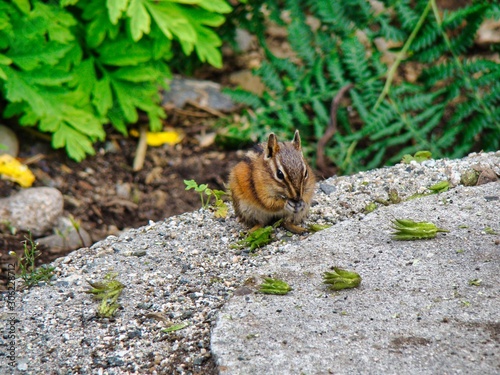 ardilla comiendo en el bosque