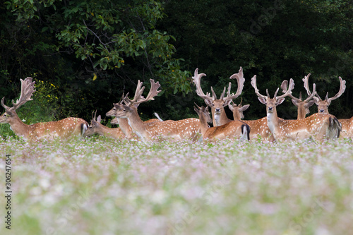 A herd of Fallow deer (Dama dama) standing on grass