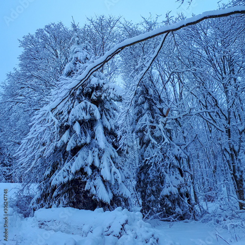 Snow covered trees in winter during blue hour in Sandberg, Bavaria.