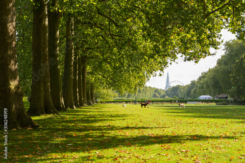 Hyde park in the autumn, London