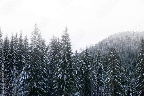 snow covered pine trees with white background