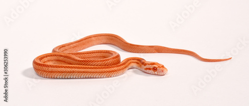 Kornnatter Albino gestreift (Pantherophis guttatus) - Corn snake