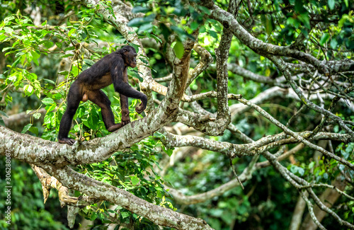 Bonobo on the branch of the tree in natural habitat. Green natural background. The Bonobo ( Pan paniscus)