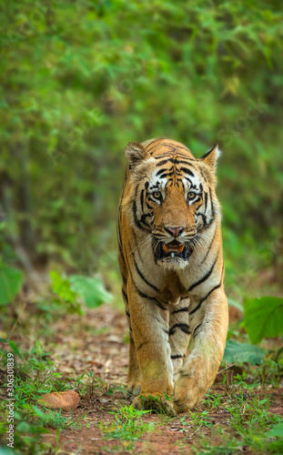 Tiger, Panthera tigris, Jim Corbett National Park, Nainital, Uttarakhand, India