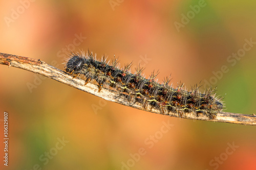 Caterpillar. Painted lady butterfly. Vanessa cardui.