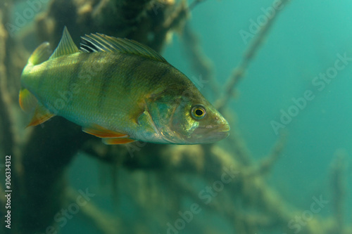 Underwater photo of Perca fluviatilis, commonly known as the common perch, European perch, in Soderica Lake, Croatia